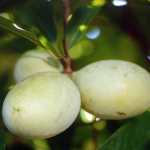 Pawpaw Trees