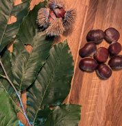 Other Tree Crops