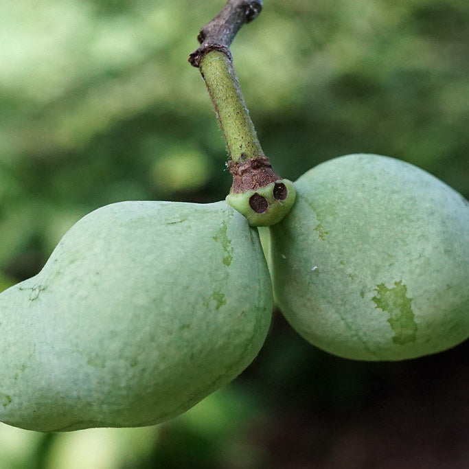 'Atria' Pawpaw