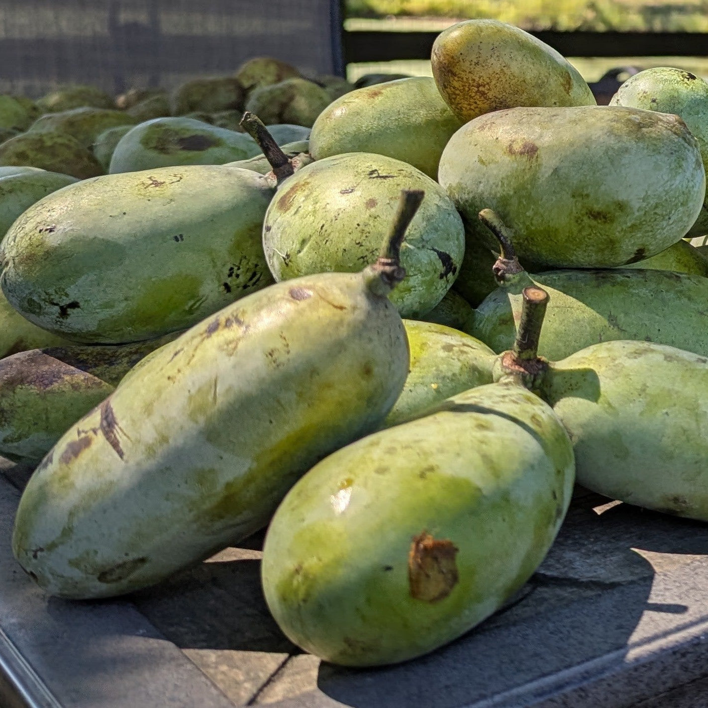 'Asterion' Pawpaw