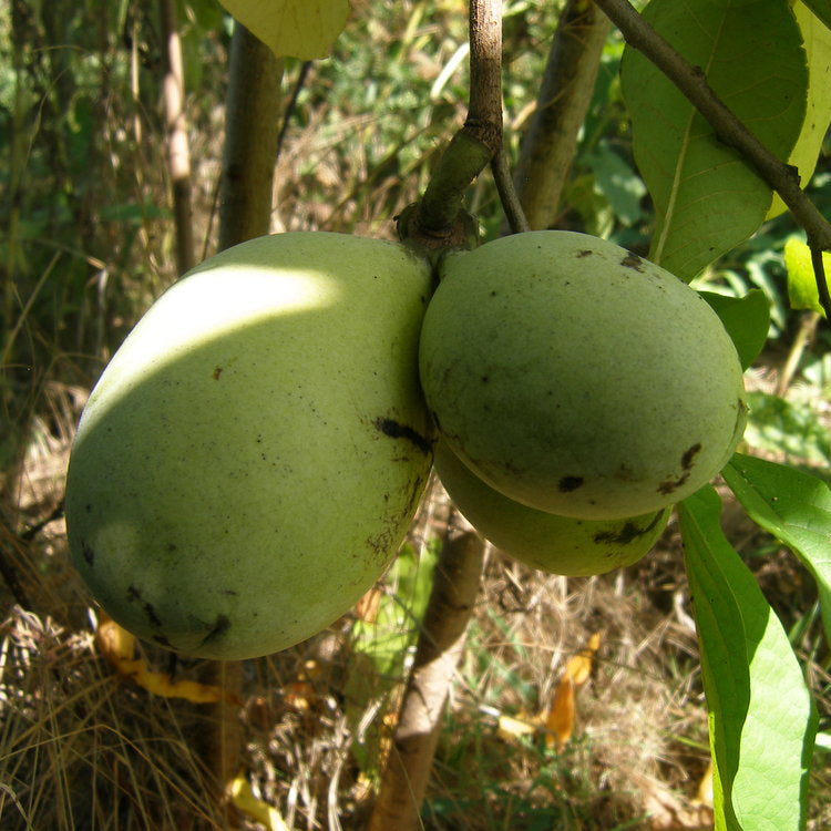 Peterson Pawpaws ®- 'Allegheny' ®