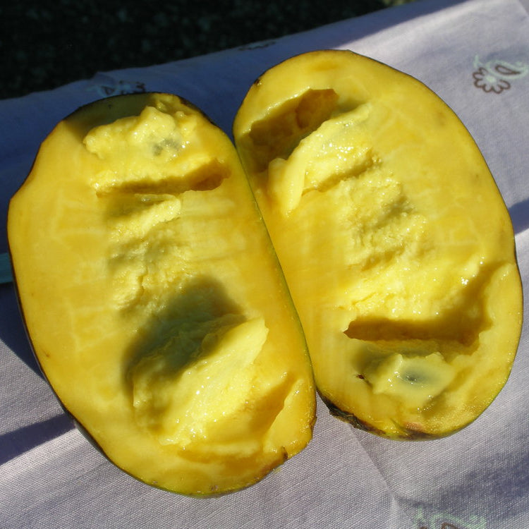 Peterson Pawpaws ®- 'Allegheny' ®