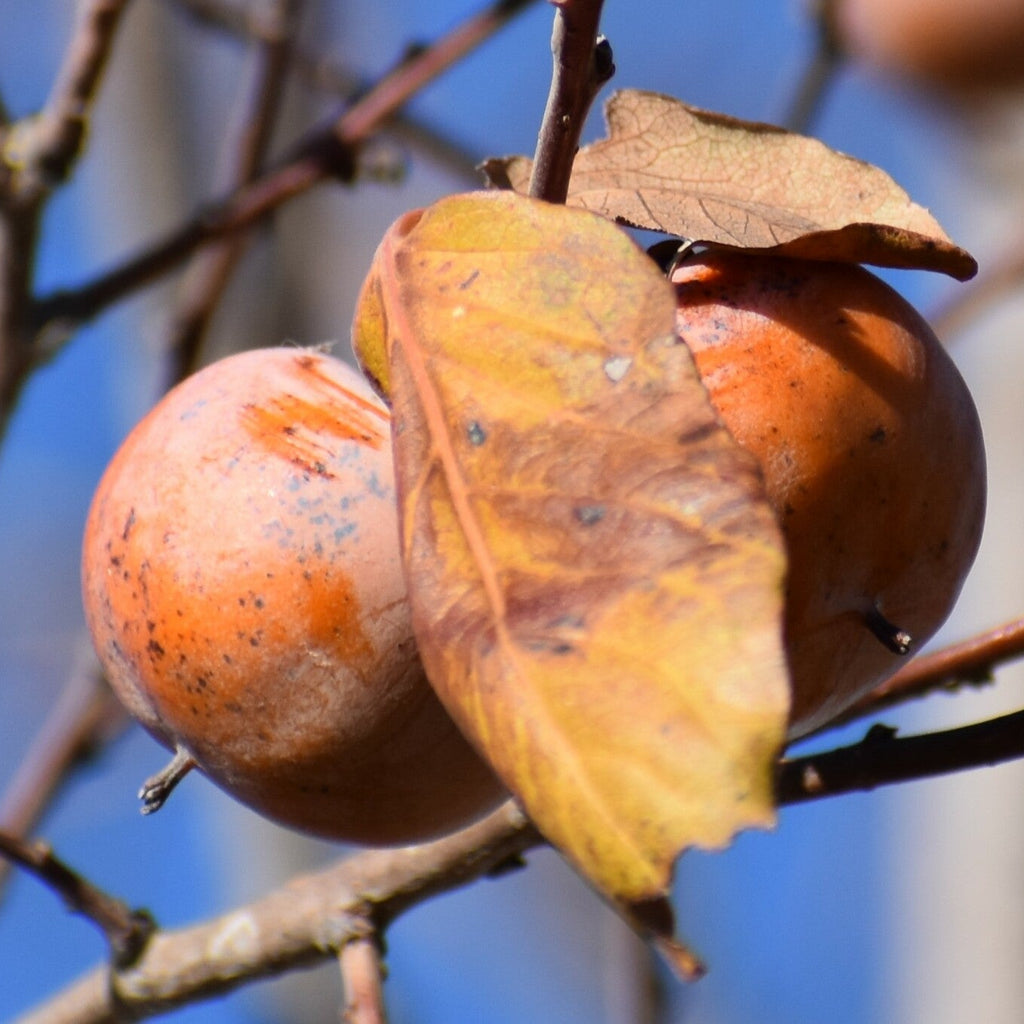 American Persimmon