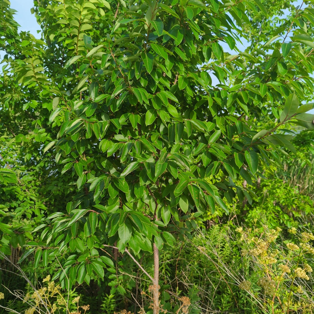 American Persimmon