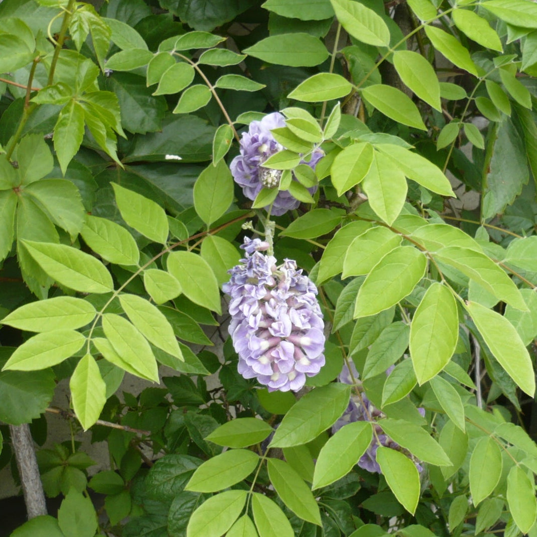 American Wisteria— Treepot