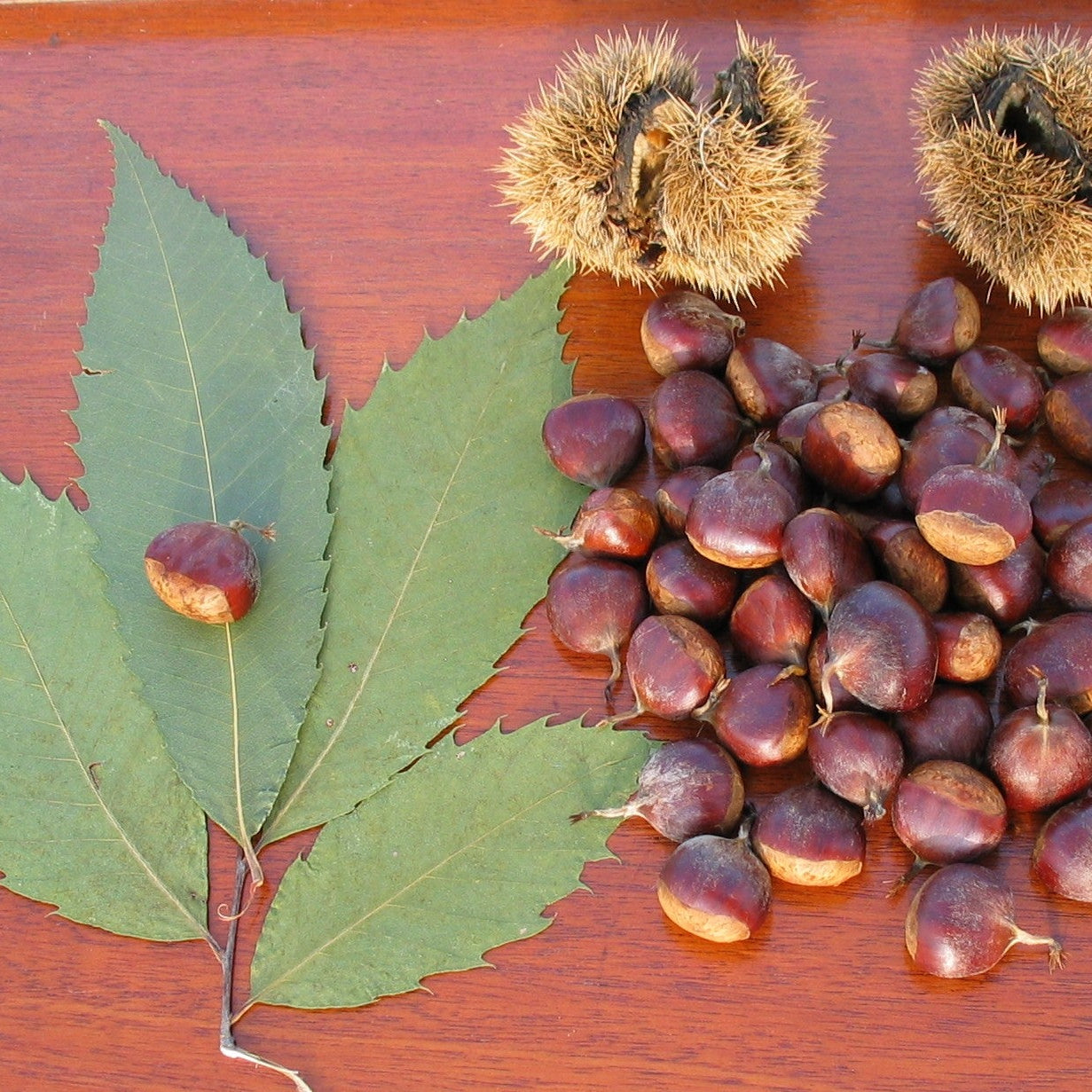 American Chestnut Seedling