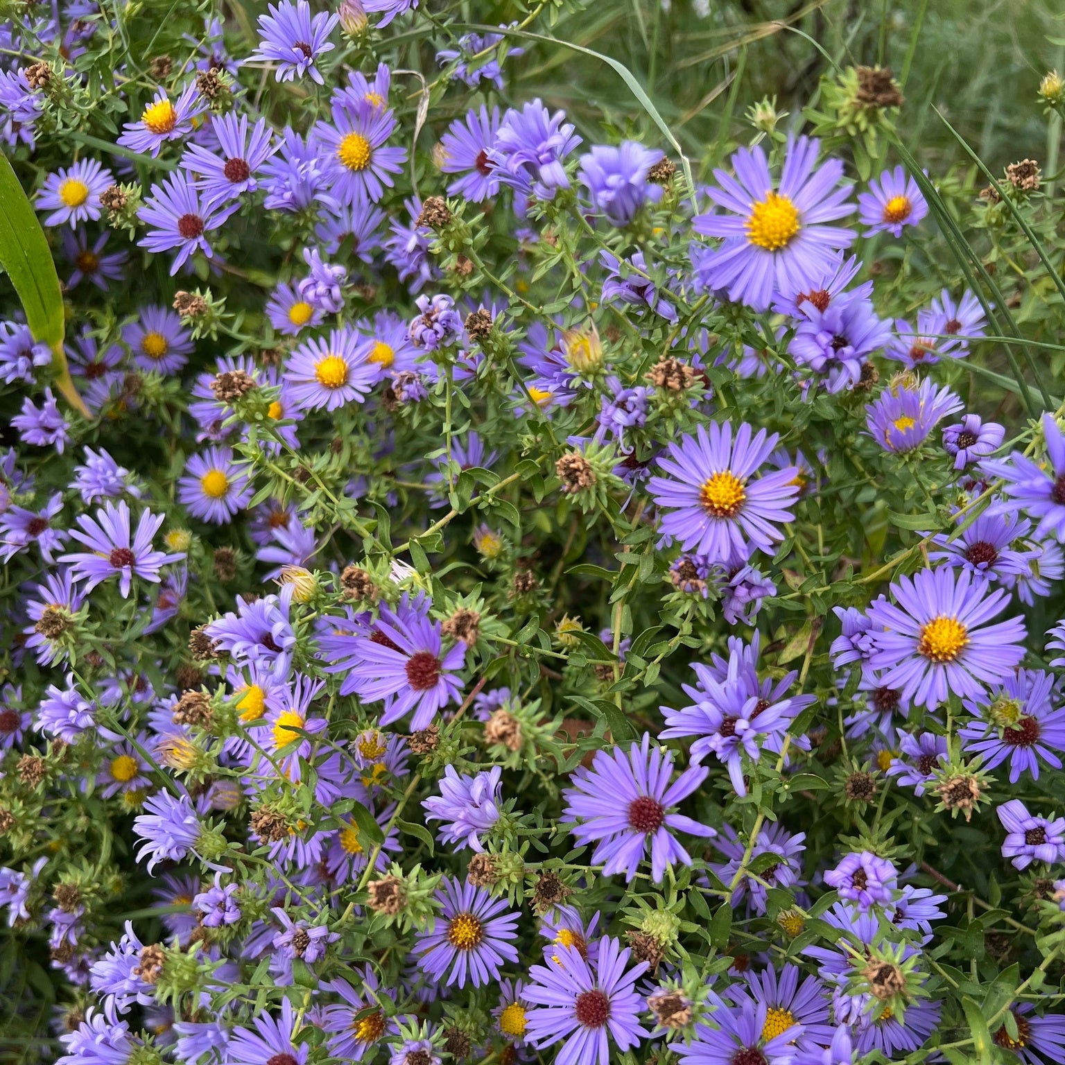 Aromatic Aster— 1 Quart