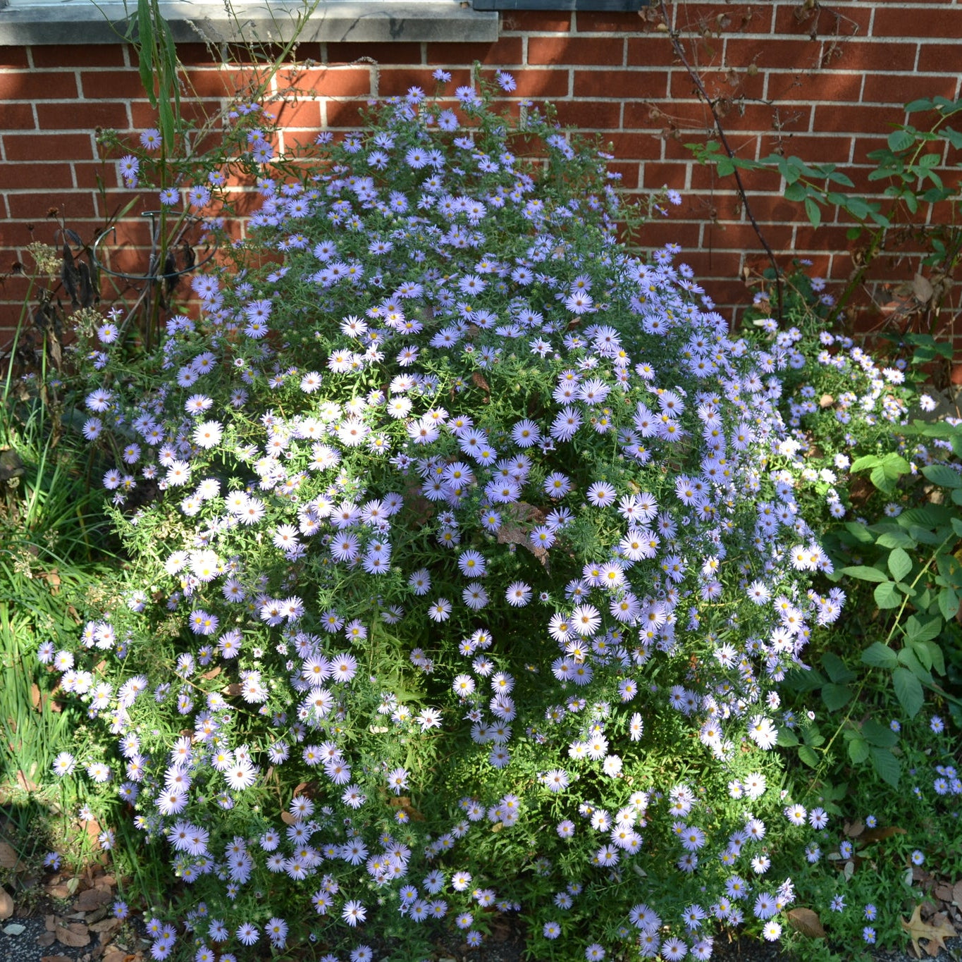 Aromatic Aster— 1 Quart