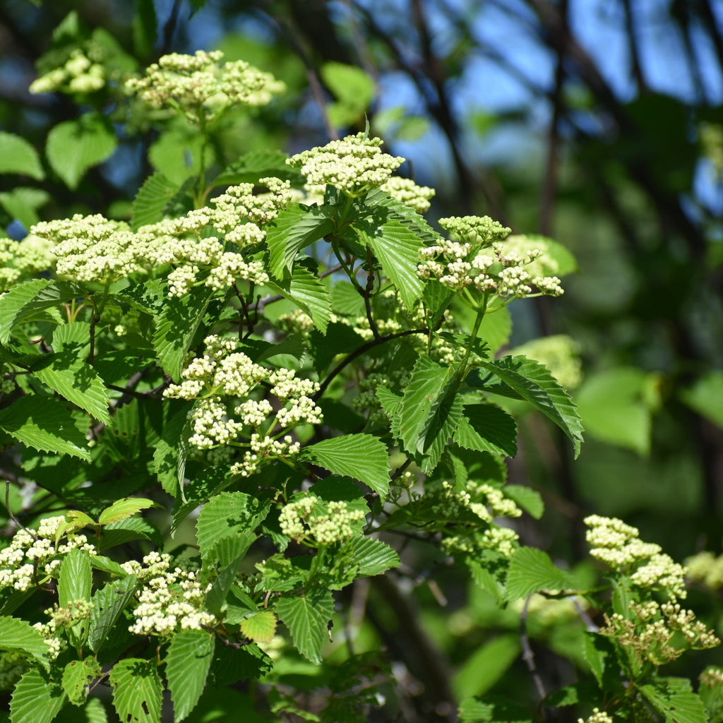 Arrowwood Viburnum