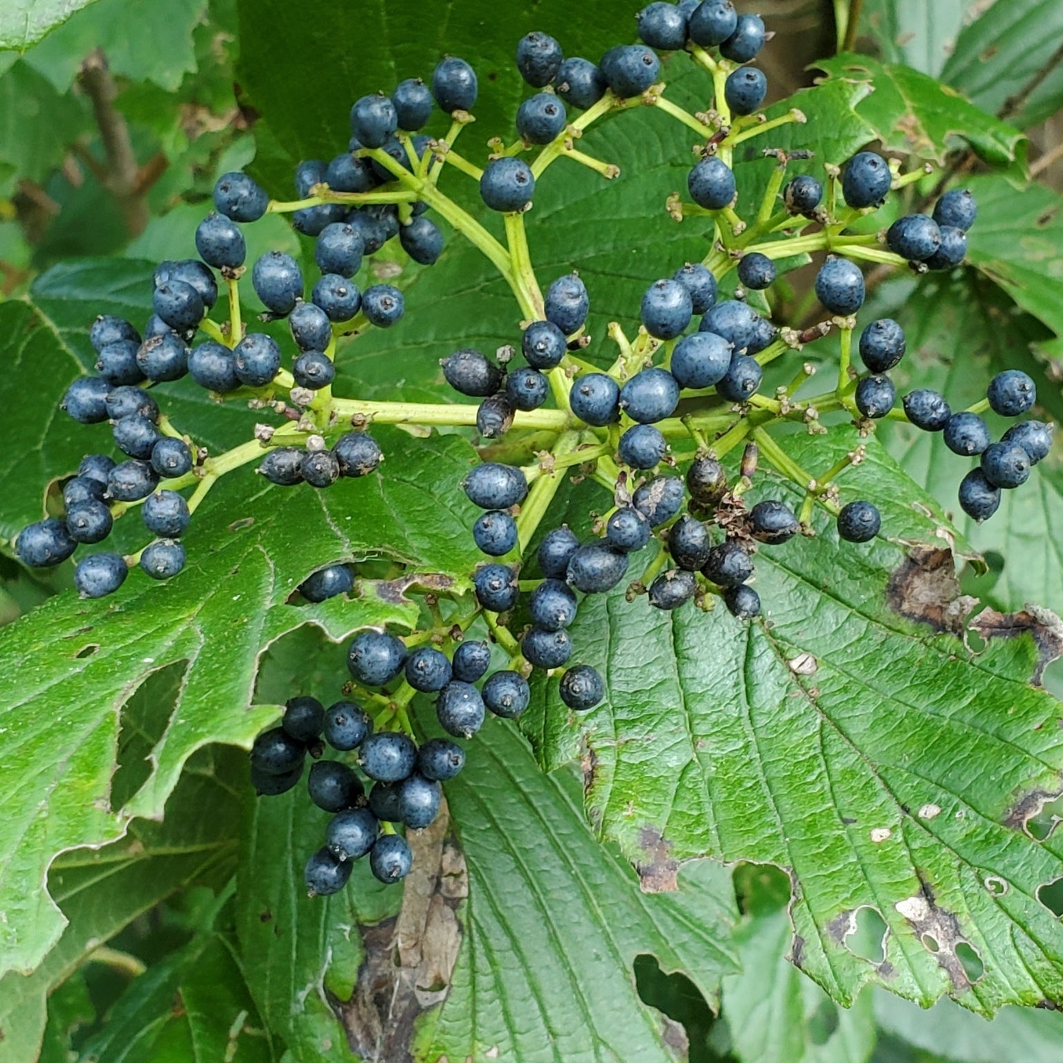 Arrowwood Viburnum