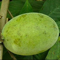 'Overleese' Pawpaw
