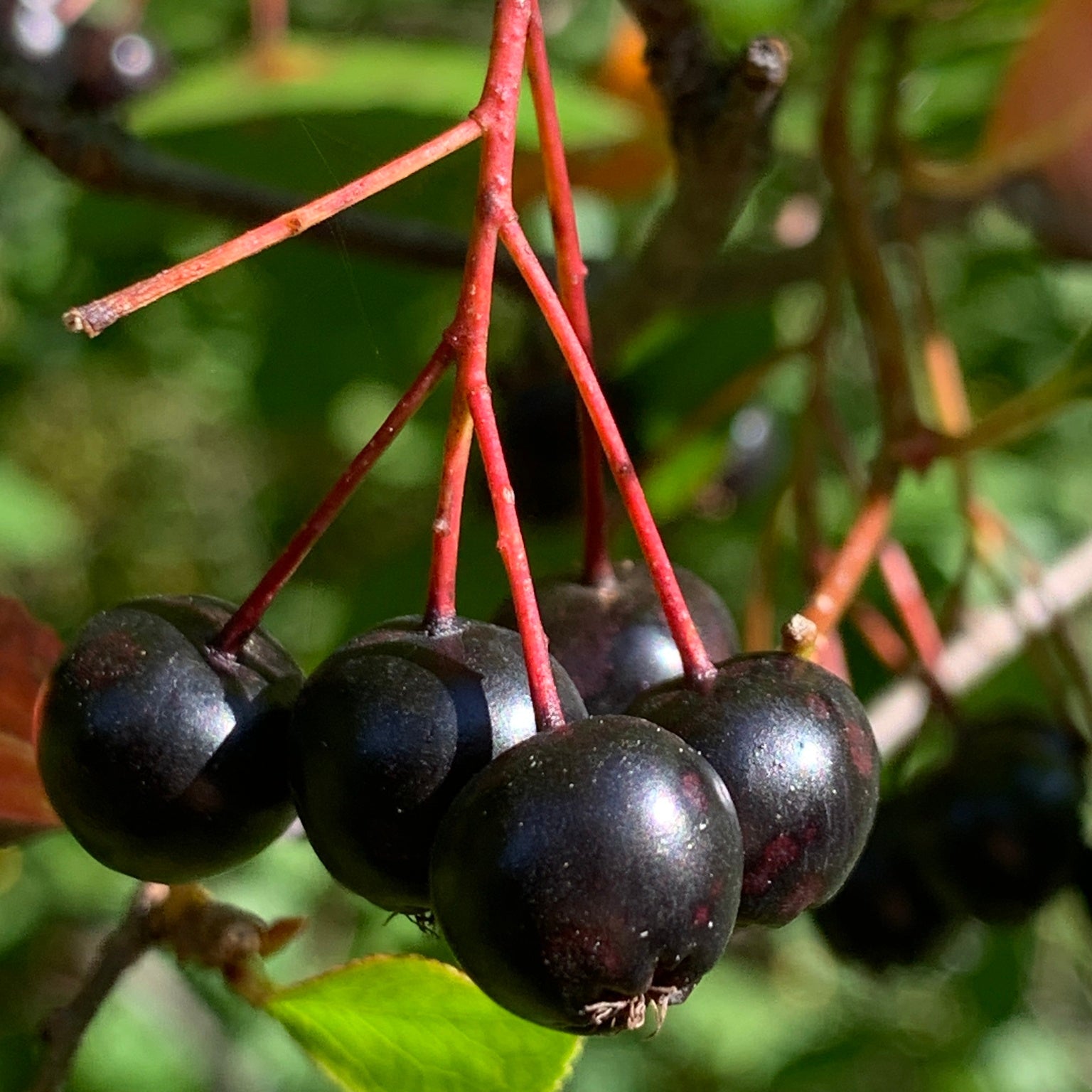 Black Chokeberry