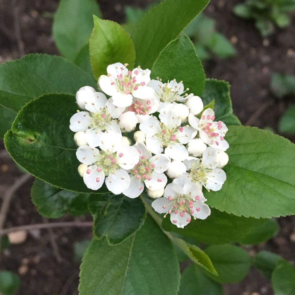 Black Chokeberry