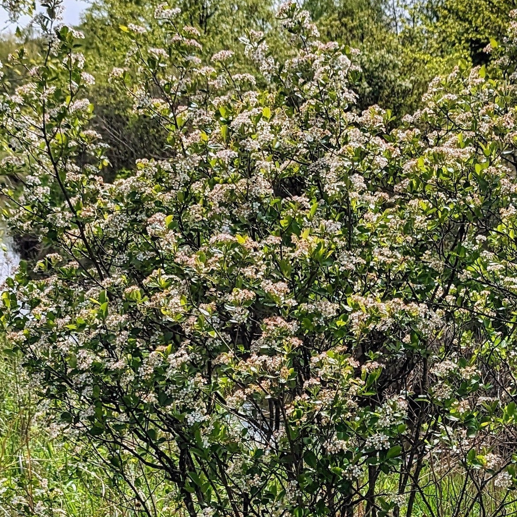Black Chokeberry