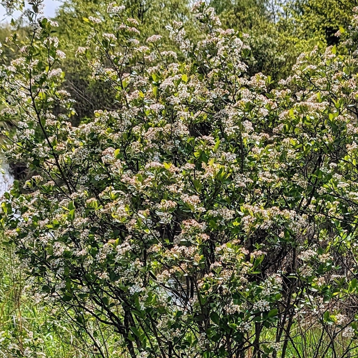 Black Chokeberry