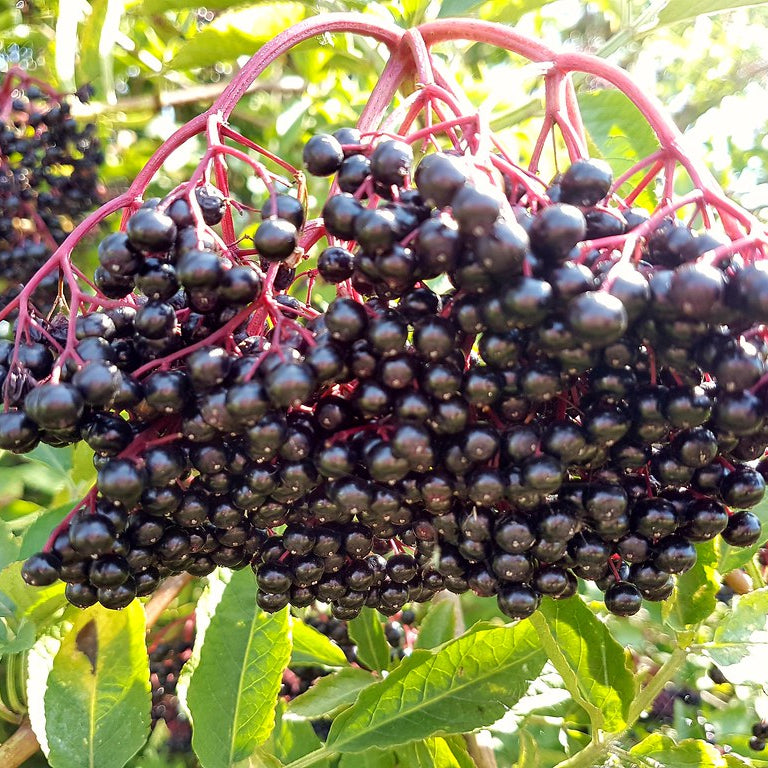 'Samdal' European Black Elderberry Cutting (Unrooted)