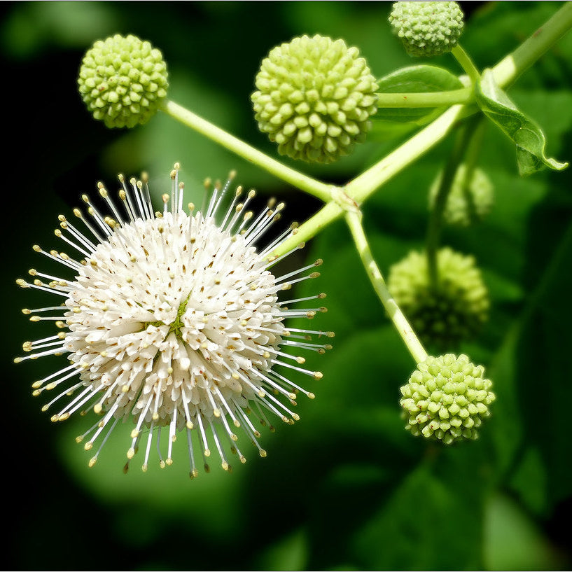 Buttonbush