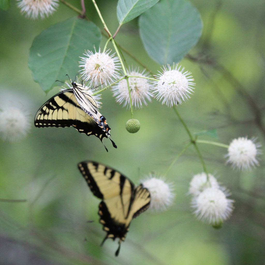 Buttonbush