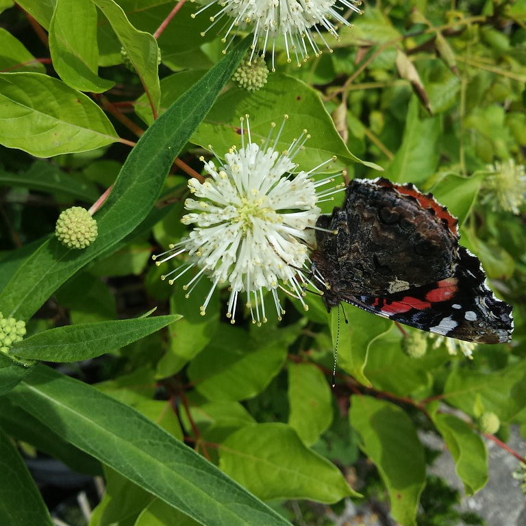 Buttonbush