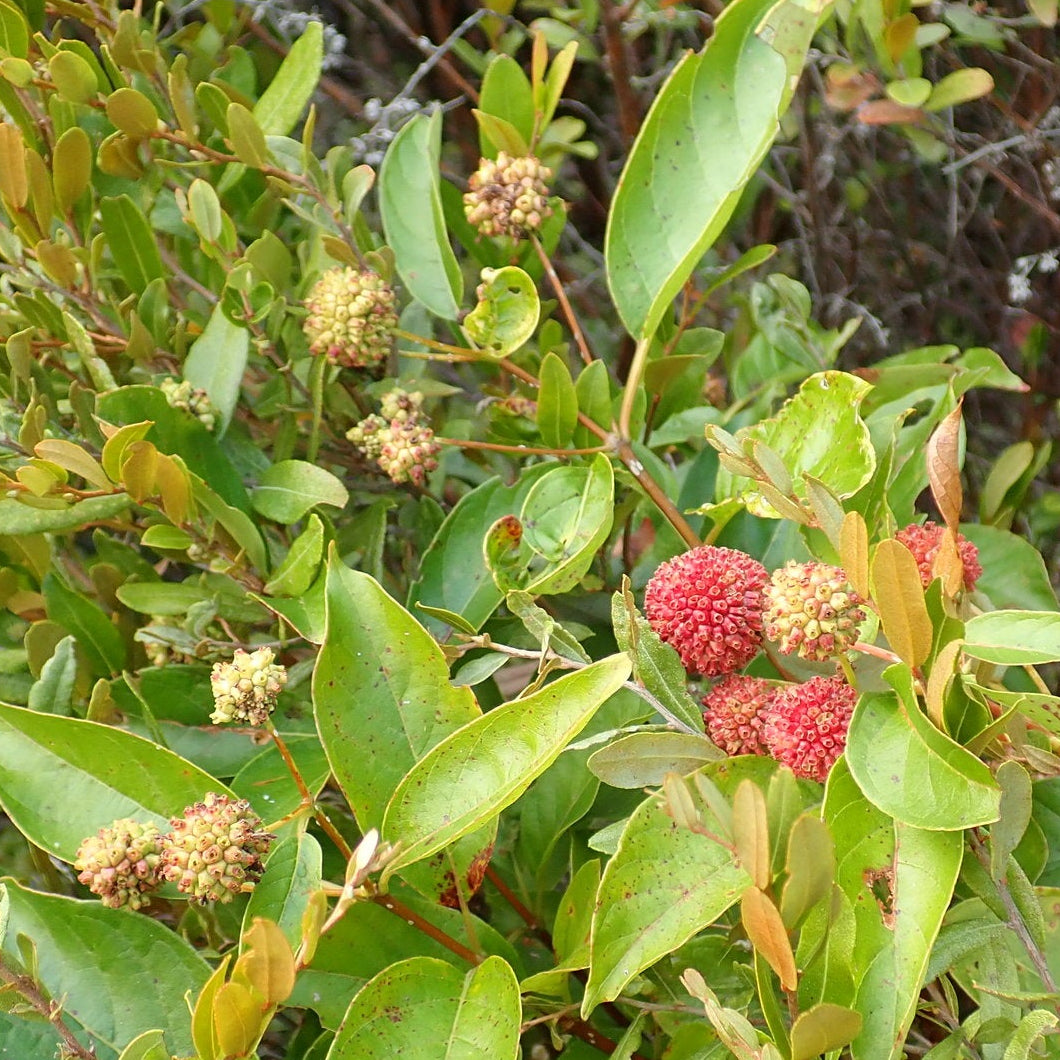 Buttonbush