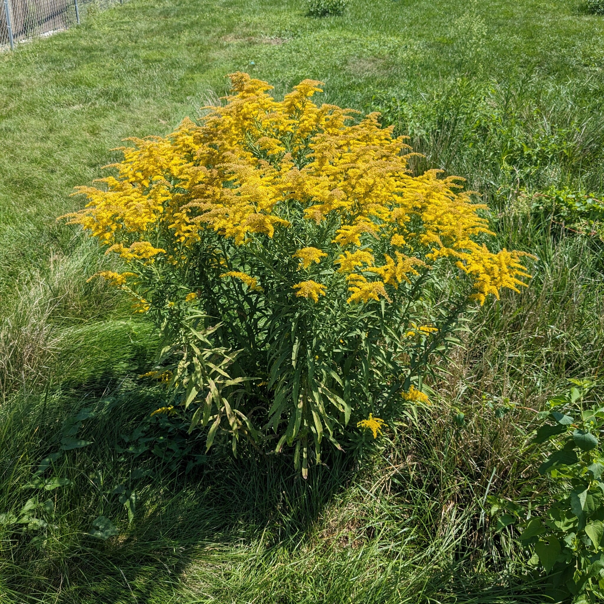 Canada Goldenrod
