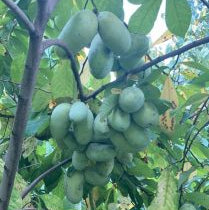 'Canopus' Pawpaw