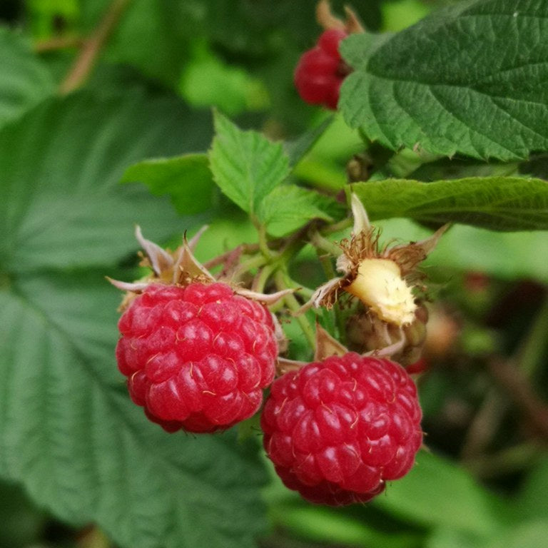 'Caroline' Raspberry- 2gal.
