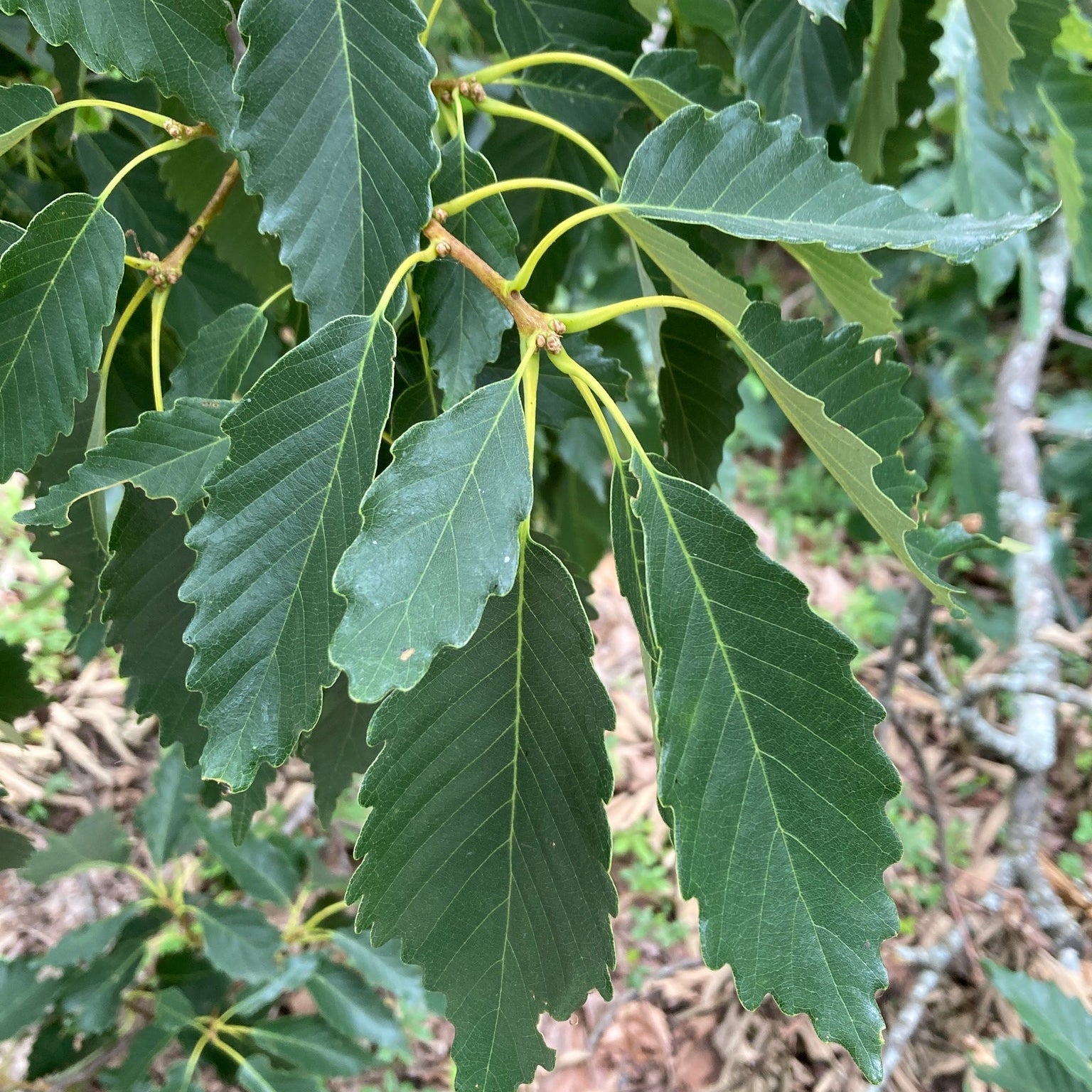 Chestnut Oak