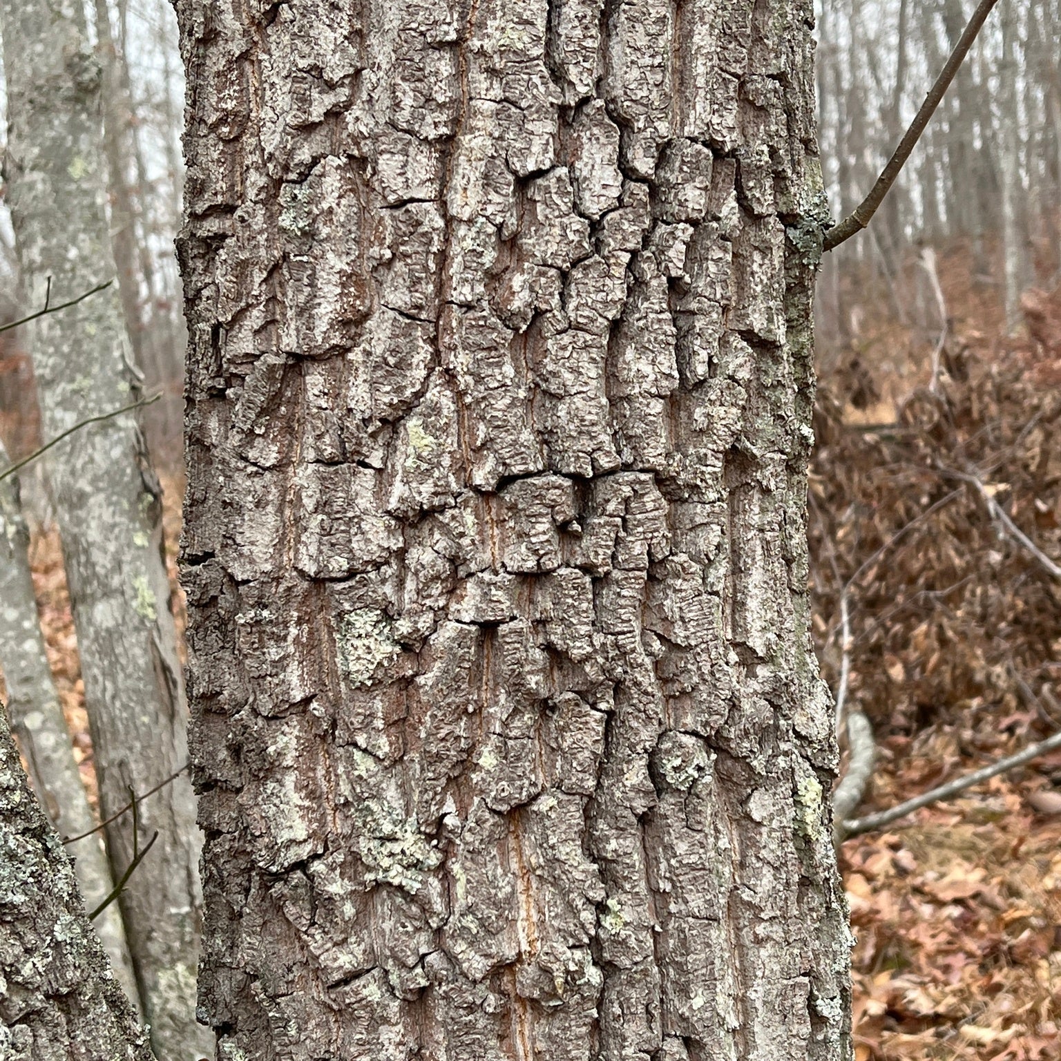 Chestnut Oak