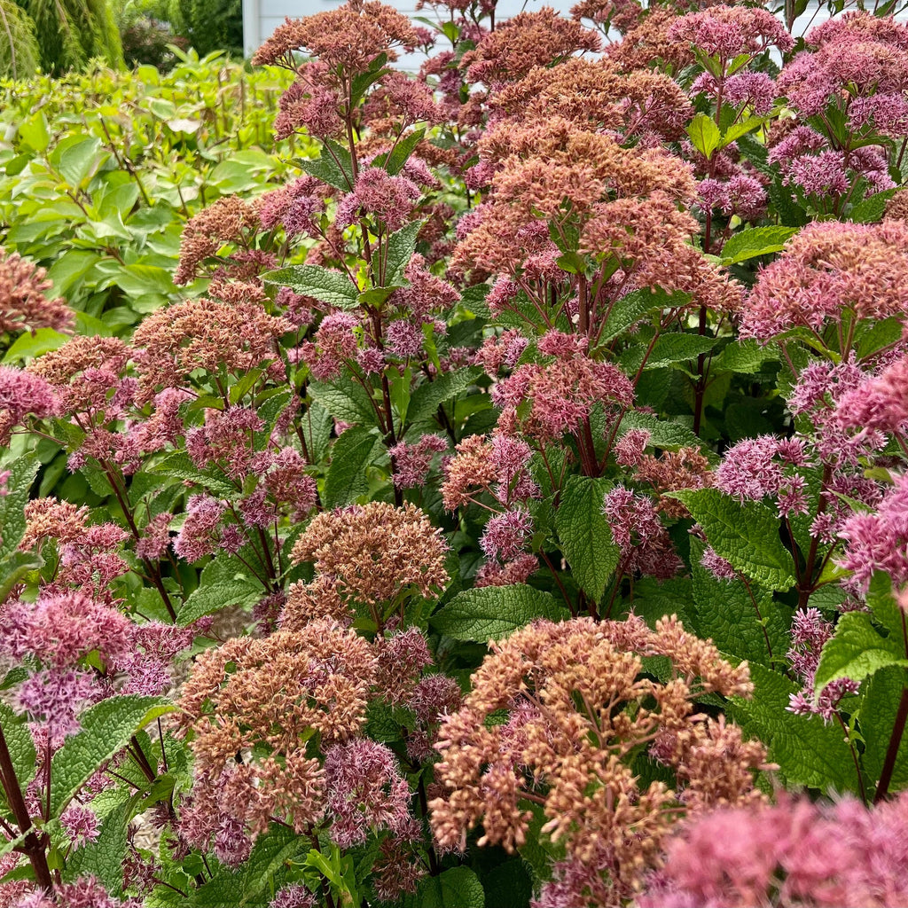 Coastal Plain Joe-Pye Weed— NJ Harvested