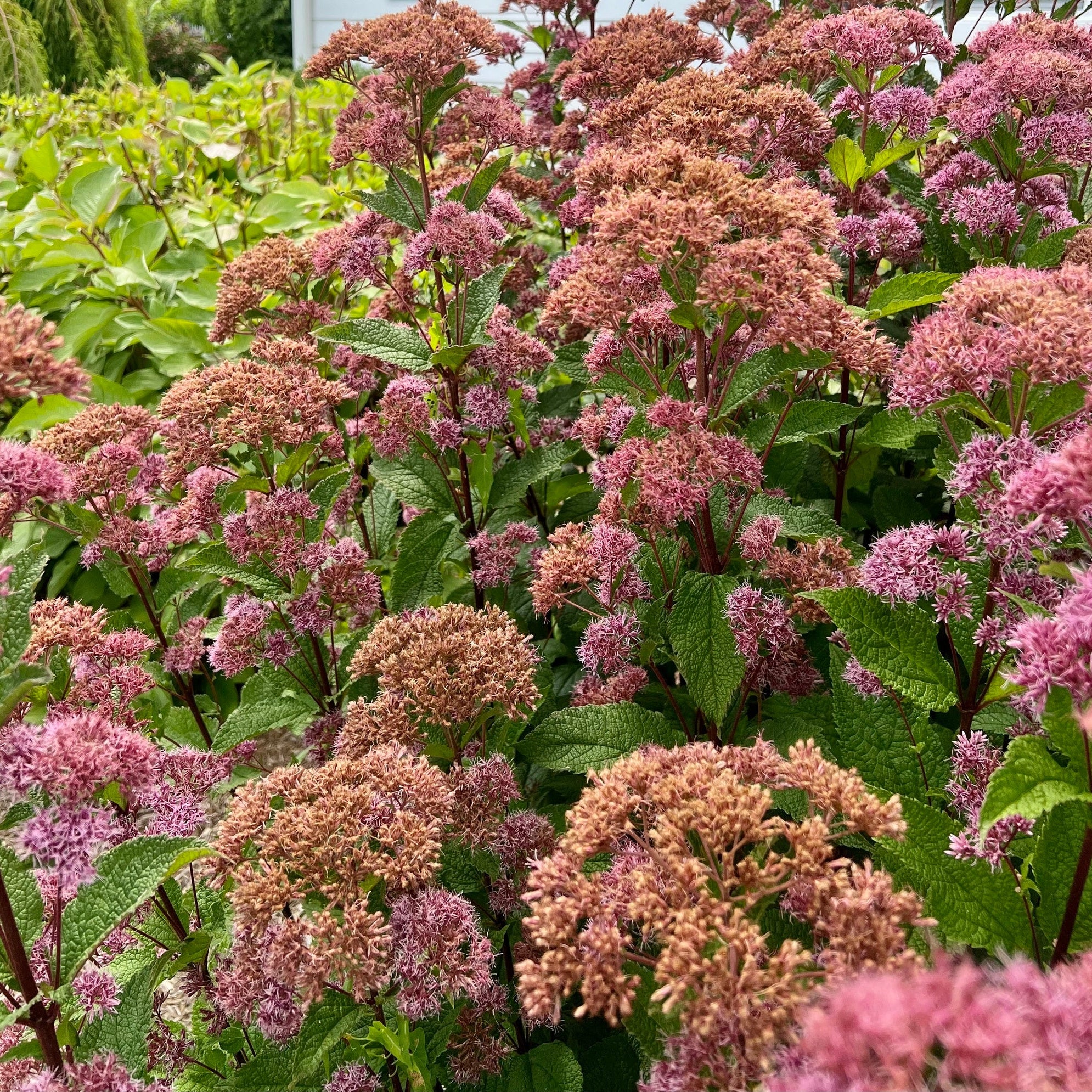Coastal Plain Joe-Pye Weed— NJ Harvested