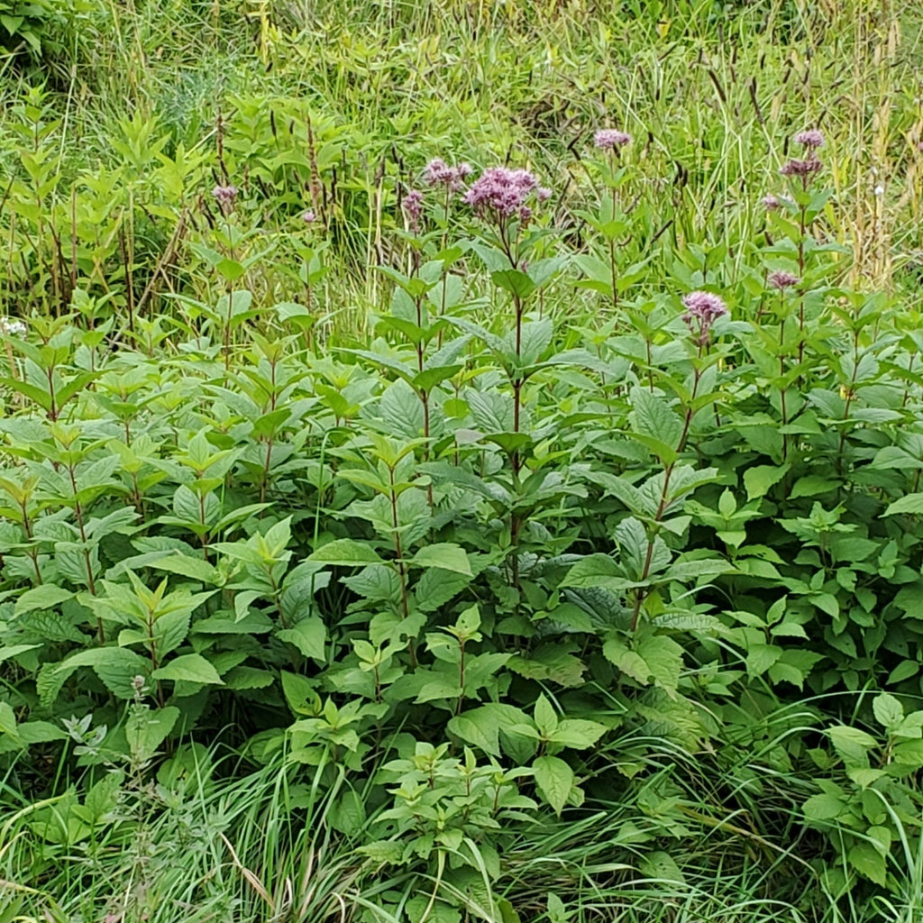 Coastal Plain Joe-Pye Weed— NJ Harvested