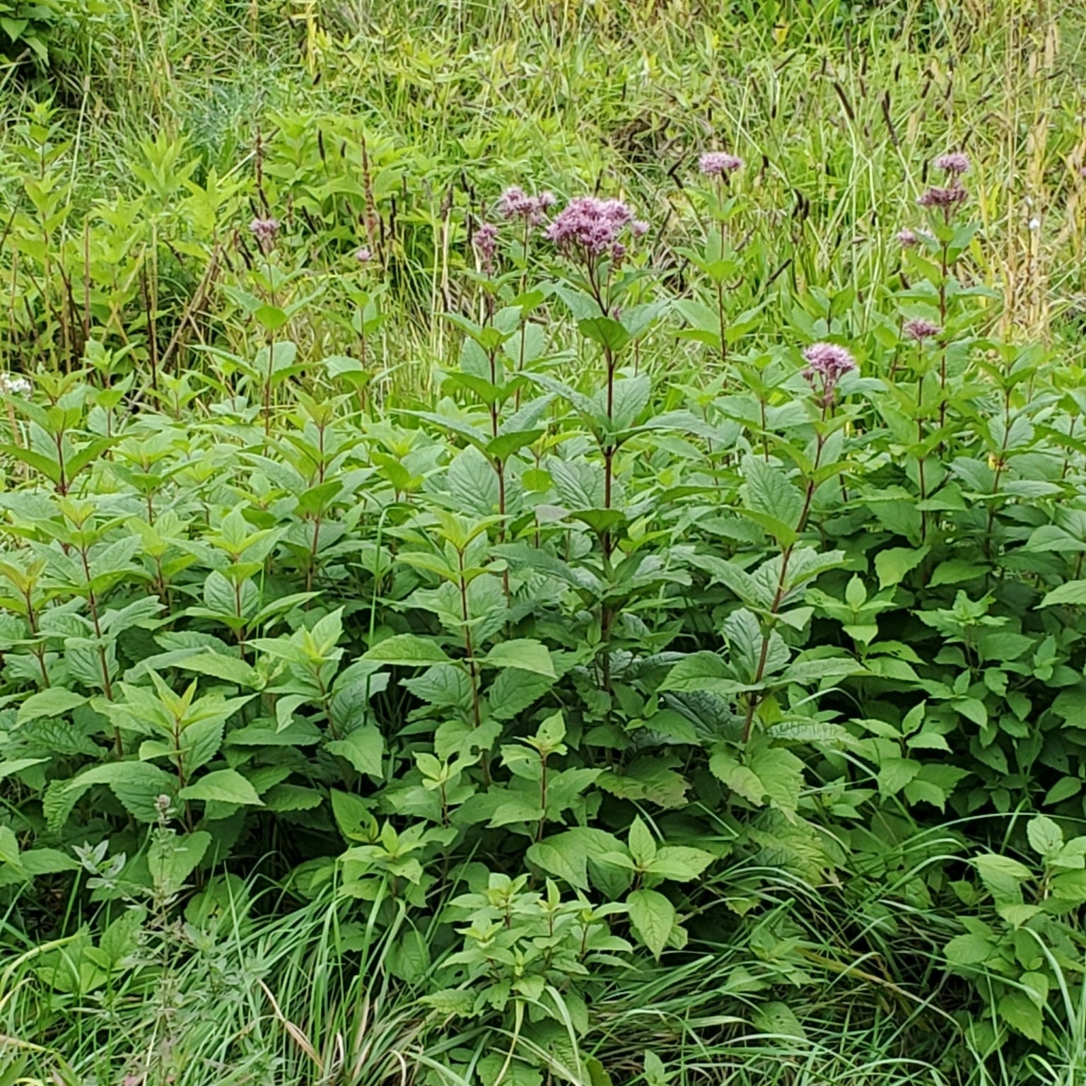 Coastal Plain Joe-Pye Weed— NJ Harvested