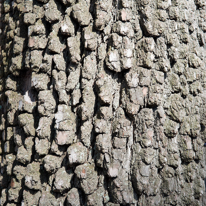 American Persimmon Seedling (Wild-type)