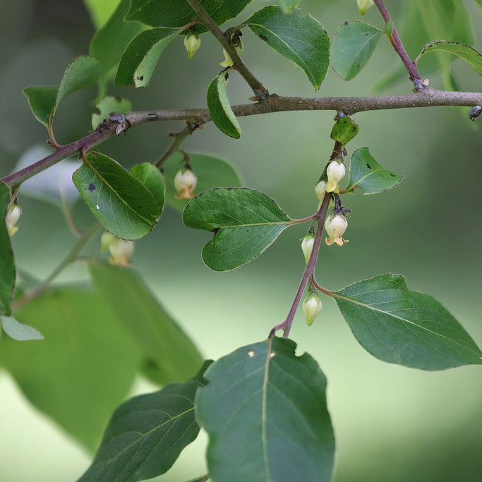 American Persimmon Seedling (Wild-type)