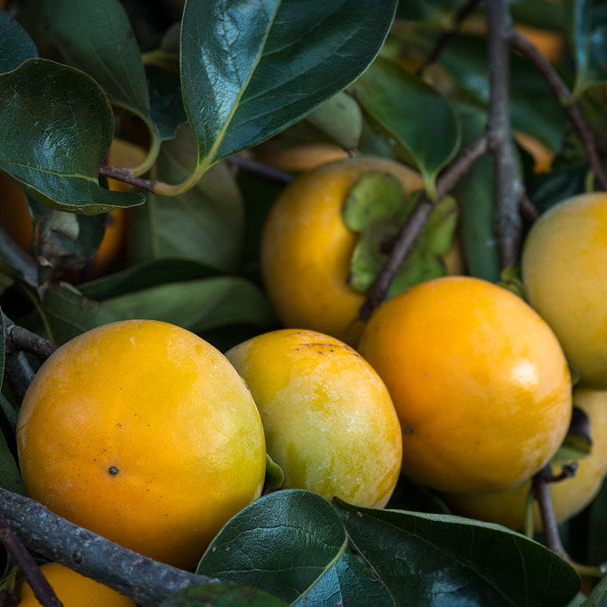 American Persimmon Seedling (Wild-type)