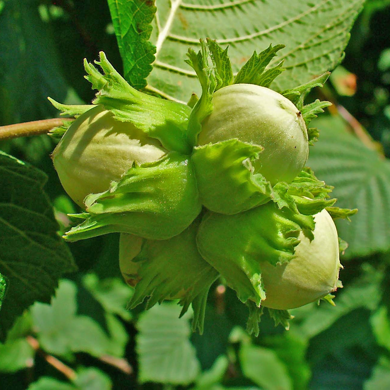 'Grand Traverse' Hazelnut