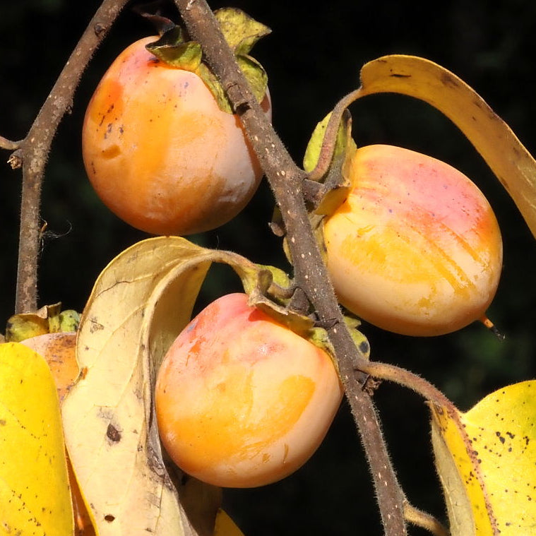 'Barbara's Blush' American Persimmon