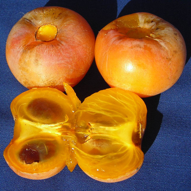'Dollywood' ('D-128') American Persimmon