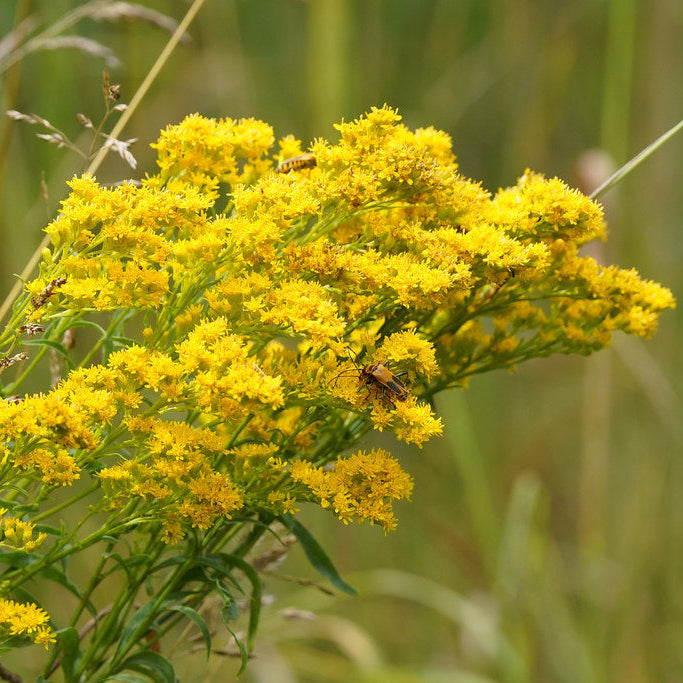 Early Goldenrod