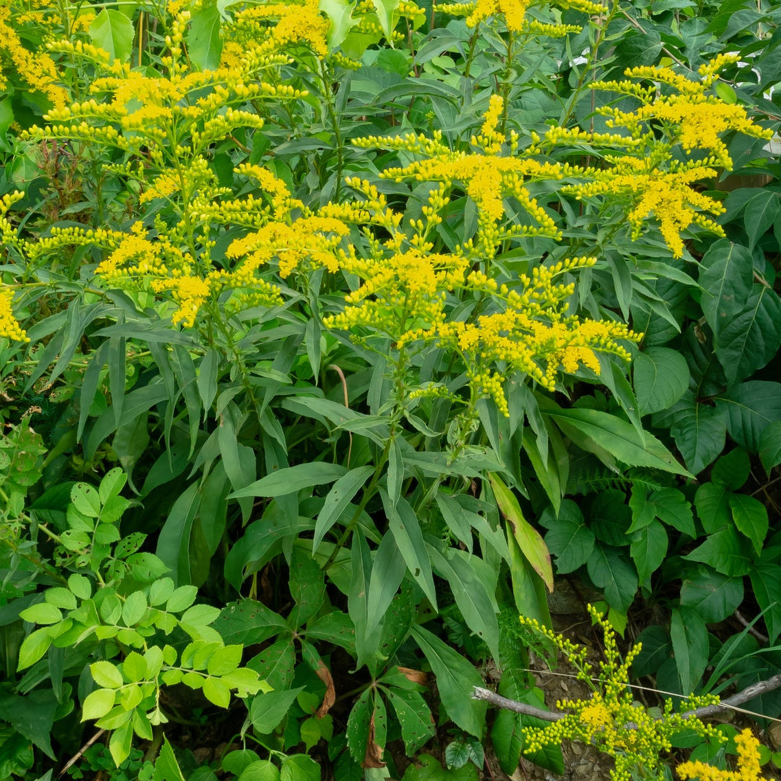 Early Goldenrod