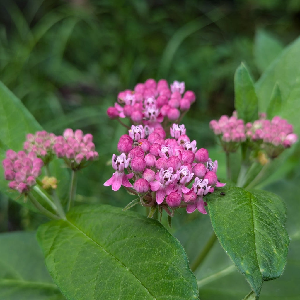 Eastern Swamp Milkweed (spp. Pulchra)