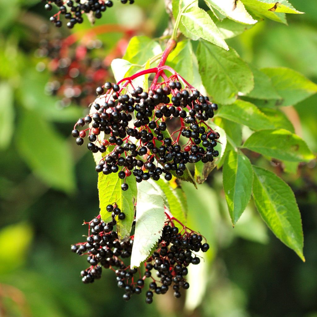 American Elderberry