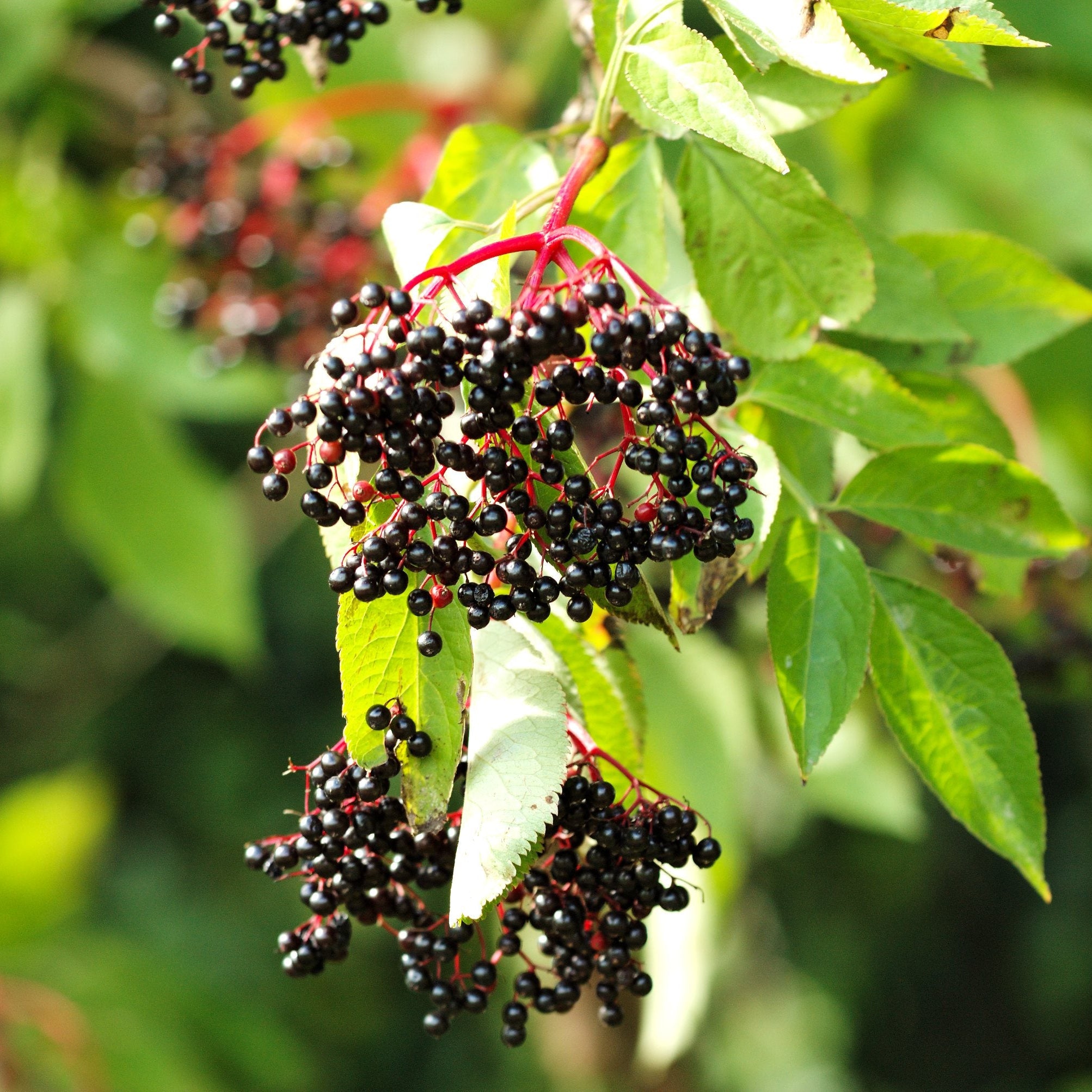 American Elderberry