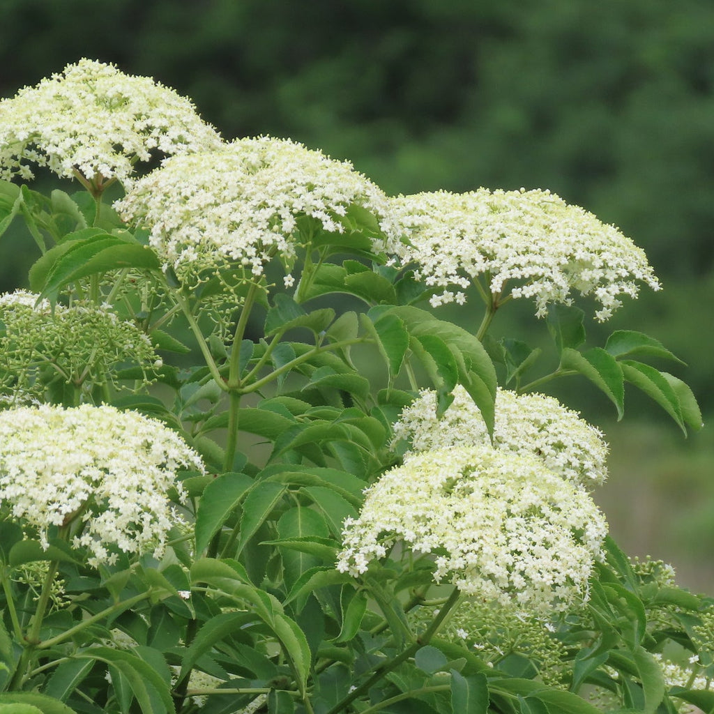 American Elderberry