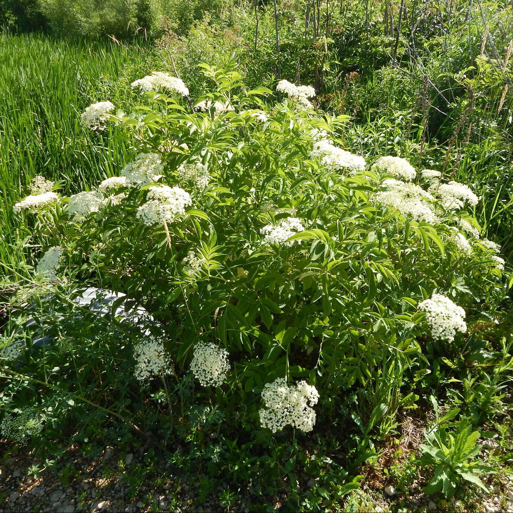 American Elderberry
