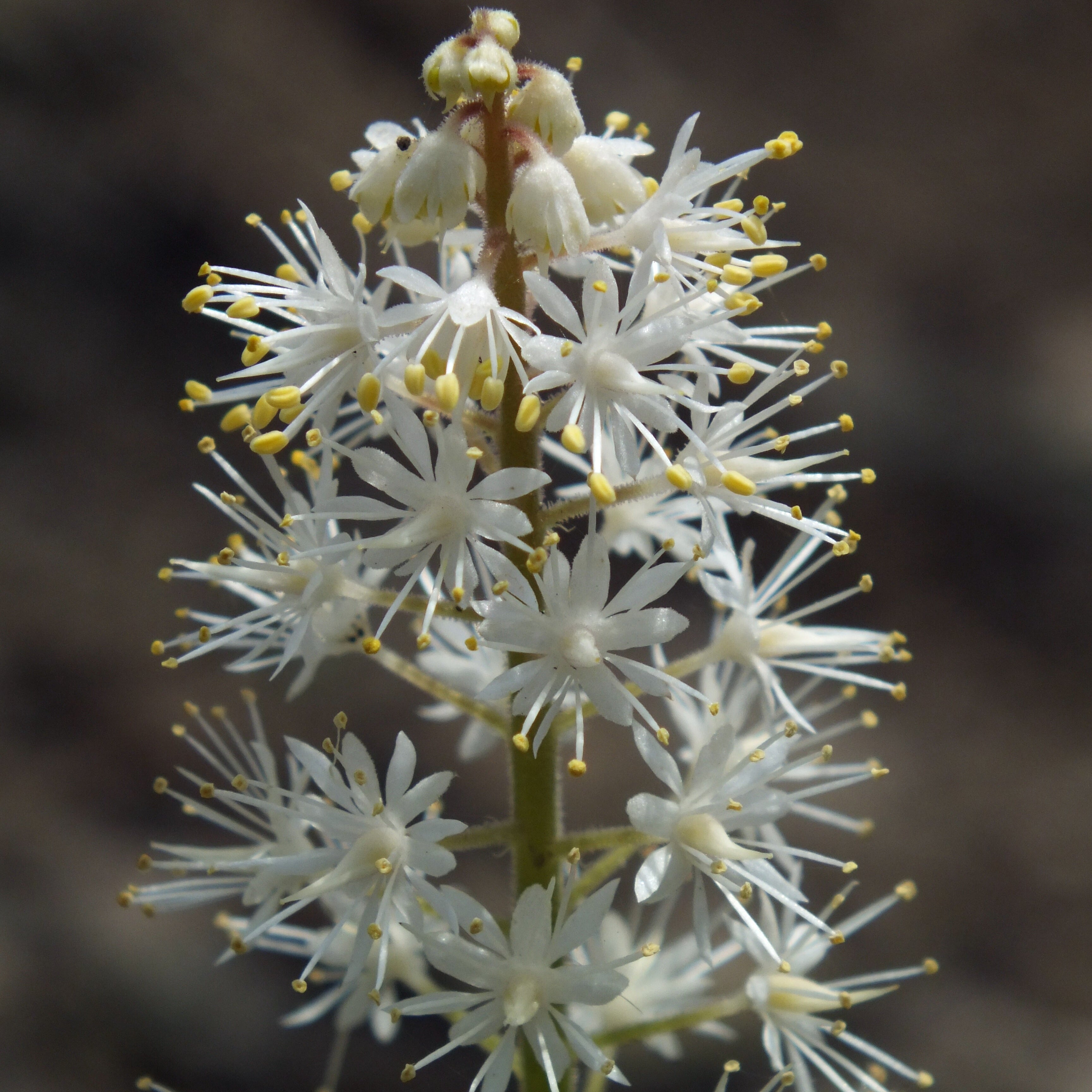 Foamflower