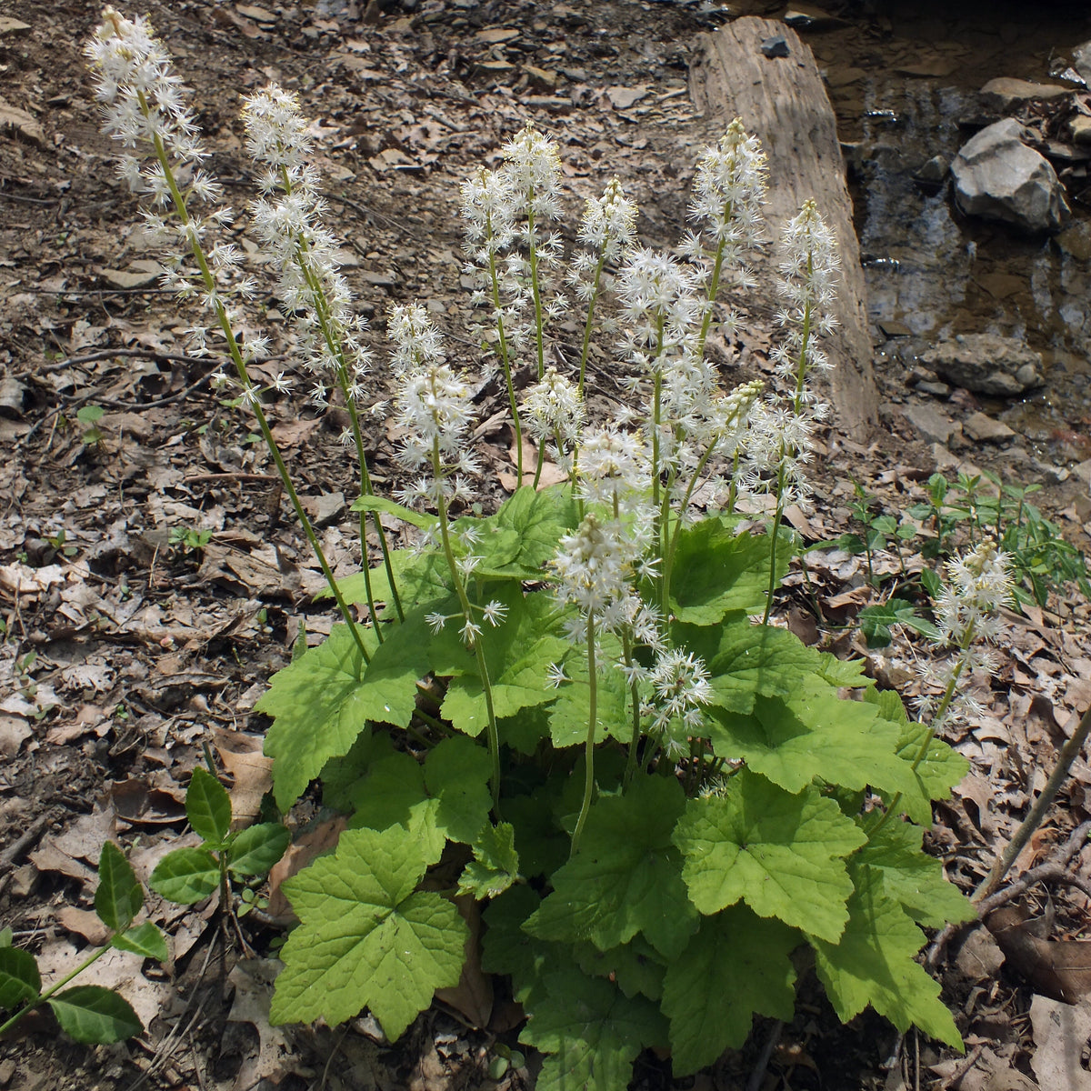 Foamflower