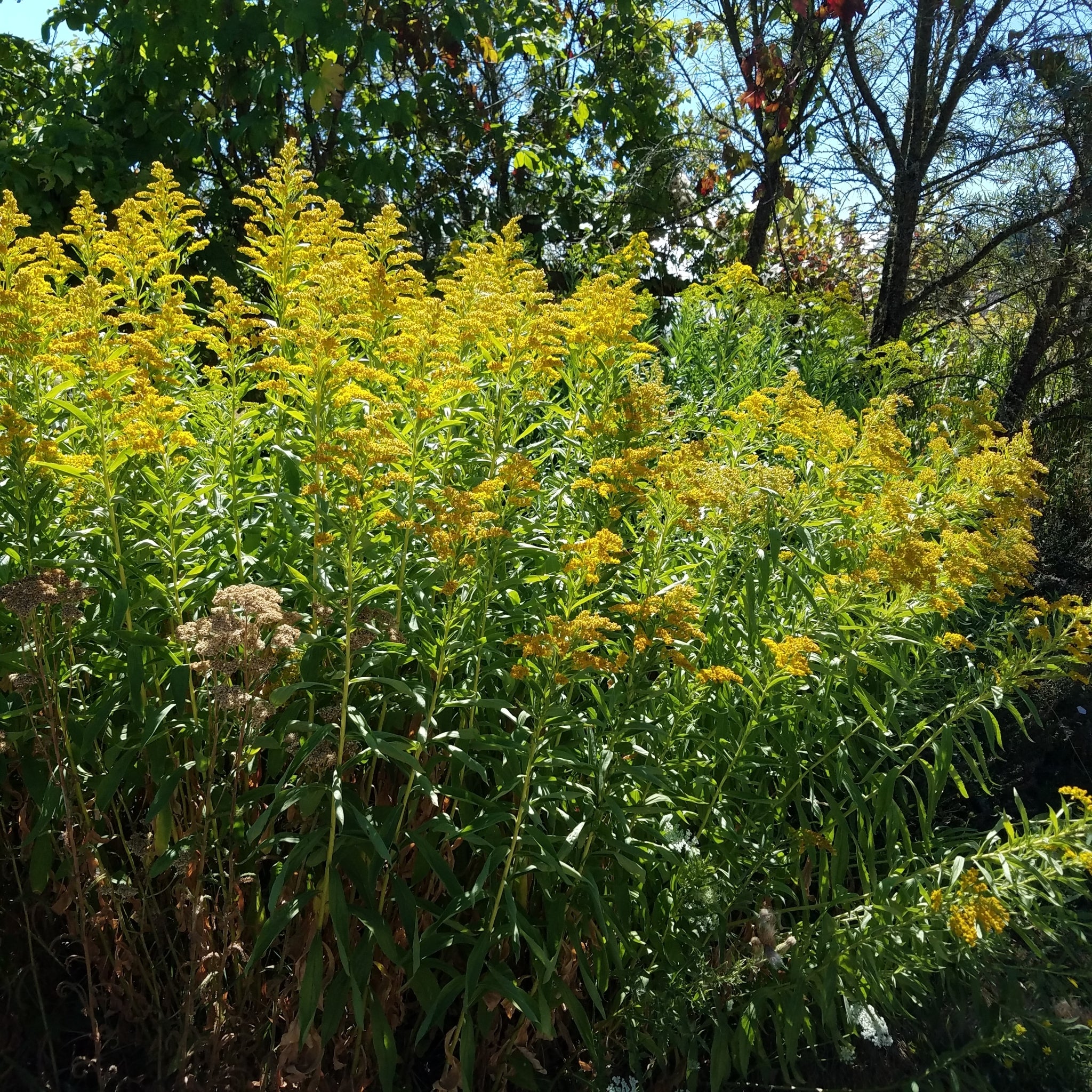Giant Goldenrod