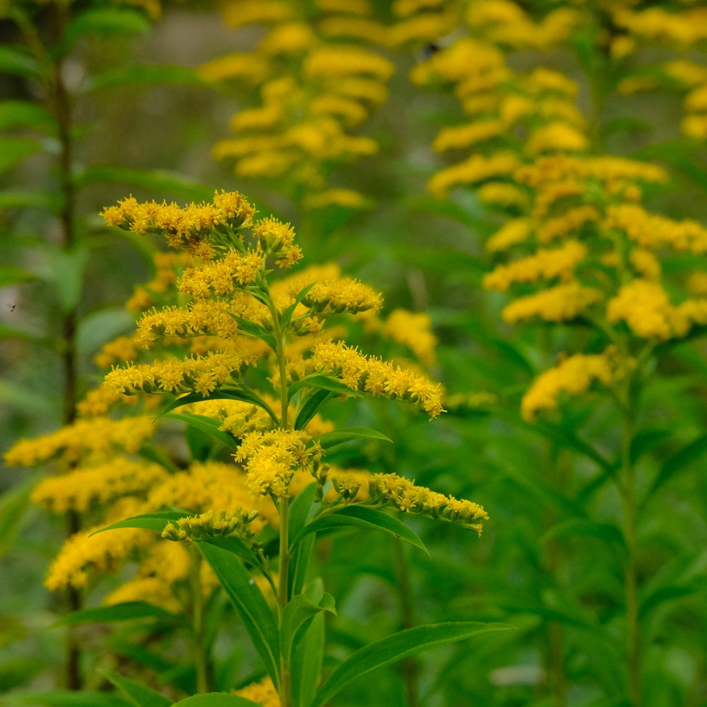 Giant Goldenrod